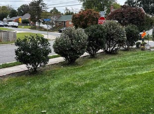 Garrett W.'s Bush Trimming service result