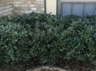 Mike S.'s Bush Trimming service result