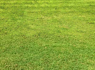 Teresa M.'s grass cutting service result
