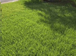 Ralph C.'s grass maintenance service result