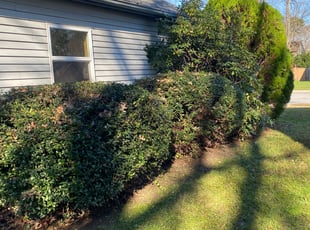Ethan B.'s Bush Trimming service result