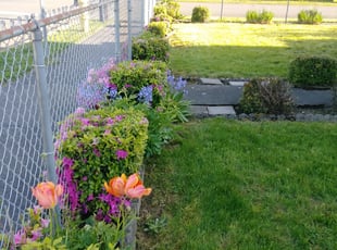 Daniel W.'s Bush Trimming service result