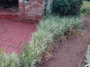 Brandon T.'s Bush Trimming service result