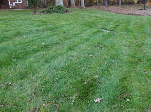 Violeta L.'s Leaf Removal service result