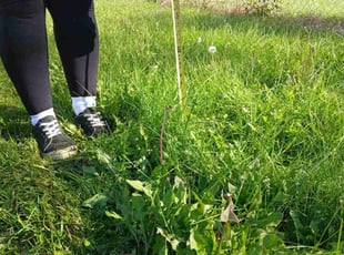 Daniel W.'s lawn care services service result