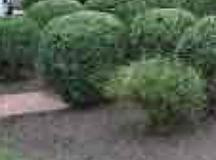 Cathy S.'s Bush Trimming service result