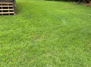 Terance B.'s grass maintenance service result