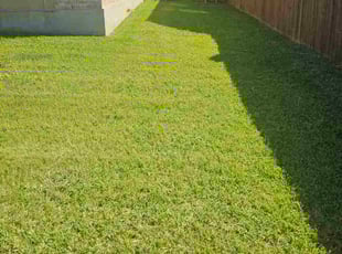 Tom M.'s lawn maintenance service result
