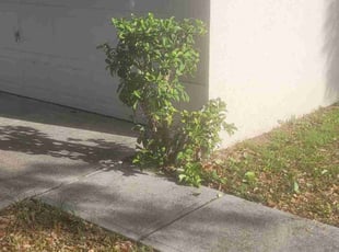 Orlando L.'s Bush Trimming service result
