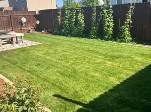 Mariatu S.'s grass maintenance service result
