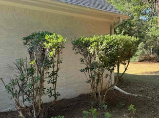 Danny S.'s Bush Trimming service result