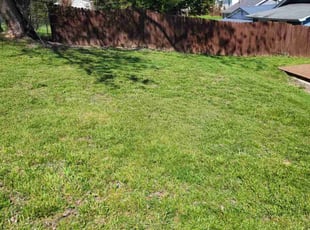 Chani D.'s grass cutting service result