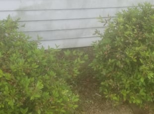 Thomas T.'s Flower Bed Weeding service result