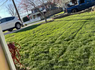 Kelly H.'s grass cutting service result
