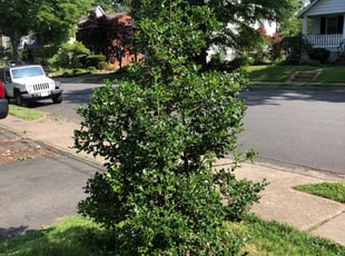 Roslyn H.'s Bush Trimming service result