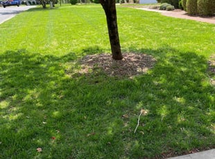 Neliana K.'s lawn care services service result