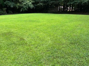 Mike A.'s grass maintenance service result