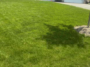 Michelle K.'s lawn service service result