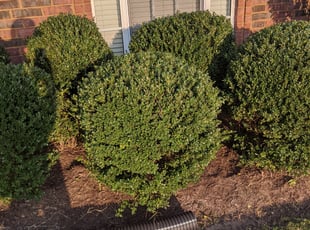 Christina S.'s Bush Trimming service result