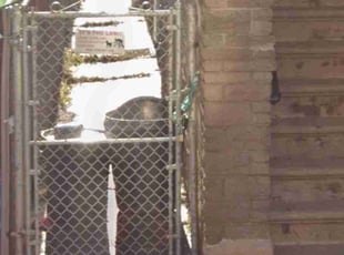 Ian I.'s lawn service service result