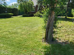 Mary C.'s turf care service result