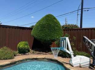 Loretta B.'s Bush Trimming service result