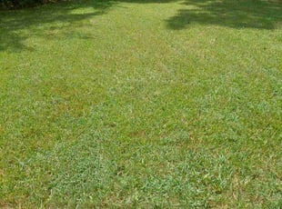 Kathy L.'s lawn care services service result