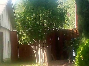 Althea M.'s Bush Trimming service result