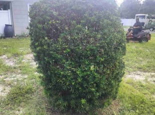 Jose S.'s Bush Trimming service result