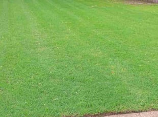 Qarlano C.'s turf maintenance service result