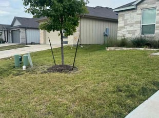 Tatiana M.'s grass maintenance service result