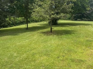 Renee P.'s Tree Trimming service result