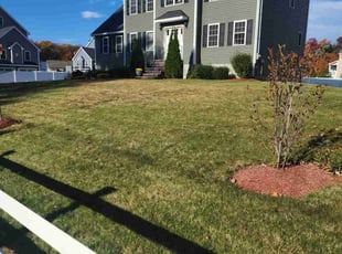 Arpit P.'s grass maintenance service result