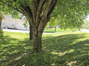 Sonya C.'s yard service service result