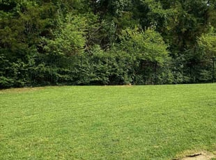 Mattie G.'s lawn care service result