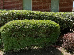 Latoya W.'s Bush Trimming service result