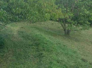 Suzanne Z.'s grass maintenance service result