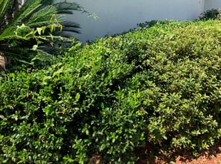 Sue B.'s Bush Trimming service result