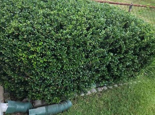 Krisii G.'s Bush Trimming service result