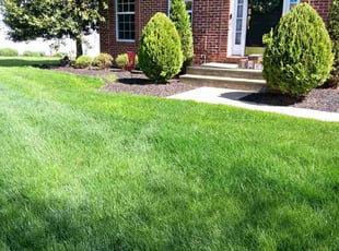 Matthew M.'s turf care service result