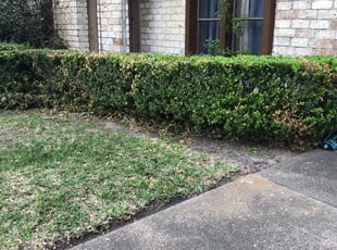 Sibu K.'s Bush Trimming service result