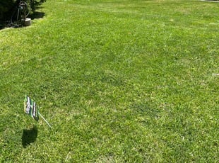 Neslie P.'s lawn service service result