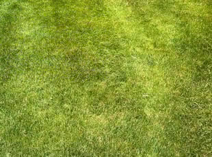 Sally C.'s turf maintenance service result