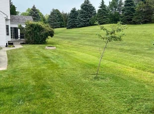 Lanre O.'s lawn care services service result
