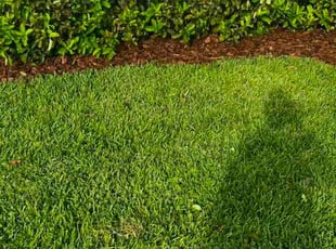 Brian M.'s Bush Trimming service result