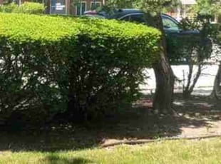 Ayodeji J.'s Bush Trimming service result
