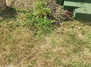 Walter P.'s turf maintenance service result