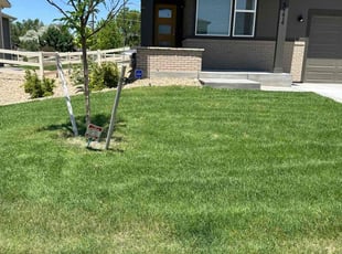 Jazmin F.'s lawn care service result
