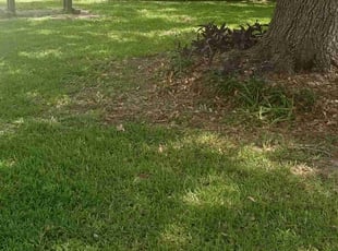 Dominique M.'s lawn maintenance service result