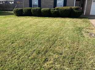 Jill D.'s lawn care services service result